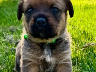 Mixed Breed dogs Boxweilers (Rottweiler x Boxer) - Advert 15