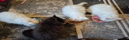 Mixed Breed cats for sale: Persian X Ragdoll Kittens Ready For Forever Homes! - Advert 6