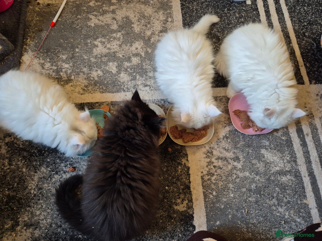 Mixed Breed cats for sale: Persian X Ragdoll Kittens Ready For Forever Homes! - Advert 6