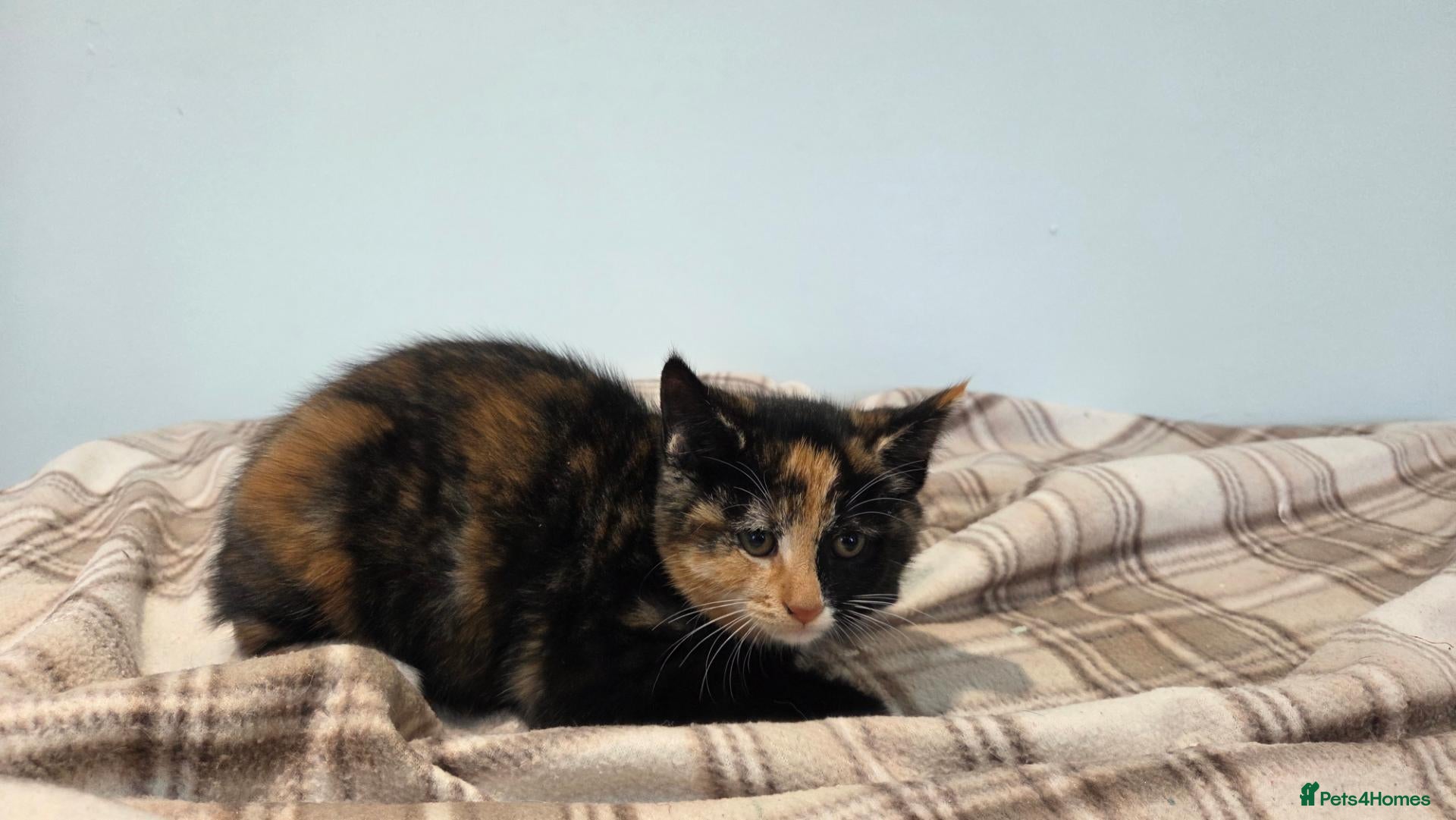 Mixed Breed cats for sale: Kittens For Sale - Advert 8