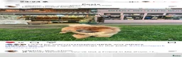 Chow Chow dogs for stud: KC registered Ralph chow chow  in Woodford Green - Advert 9