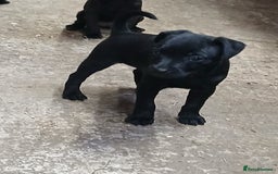 Patterdale Terrier dogs for sale: Purebred Patterdale Terrier Puppies - Image 6