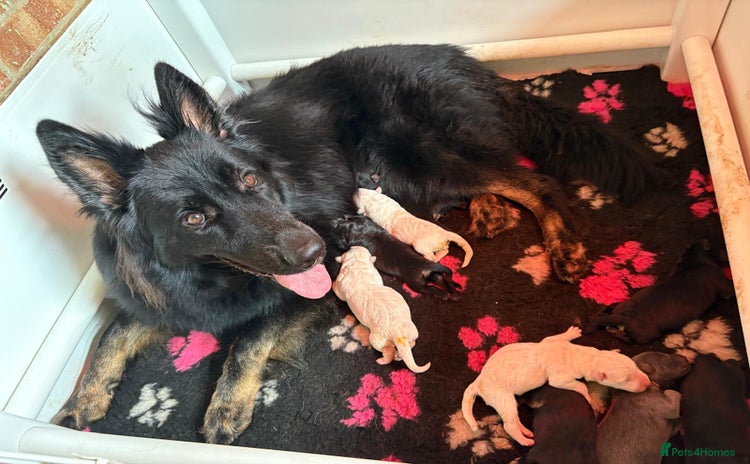 German Shepherd dogs - Advert 4