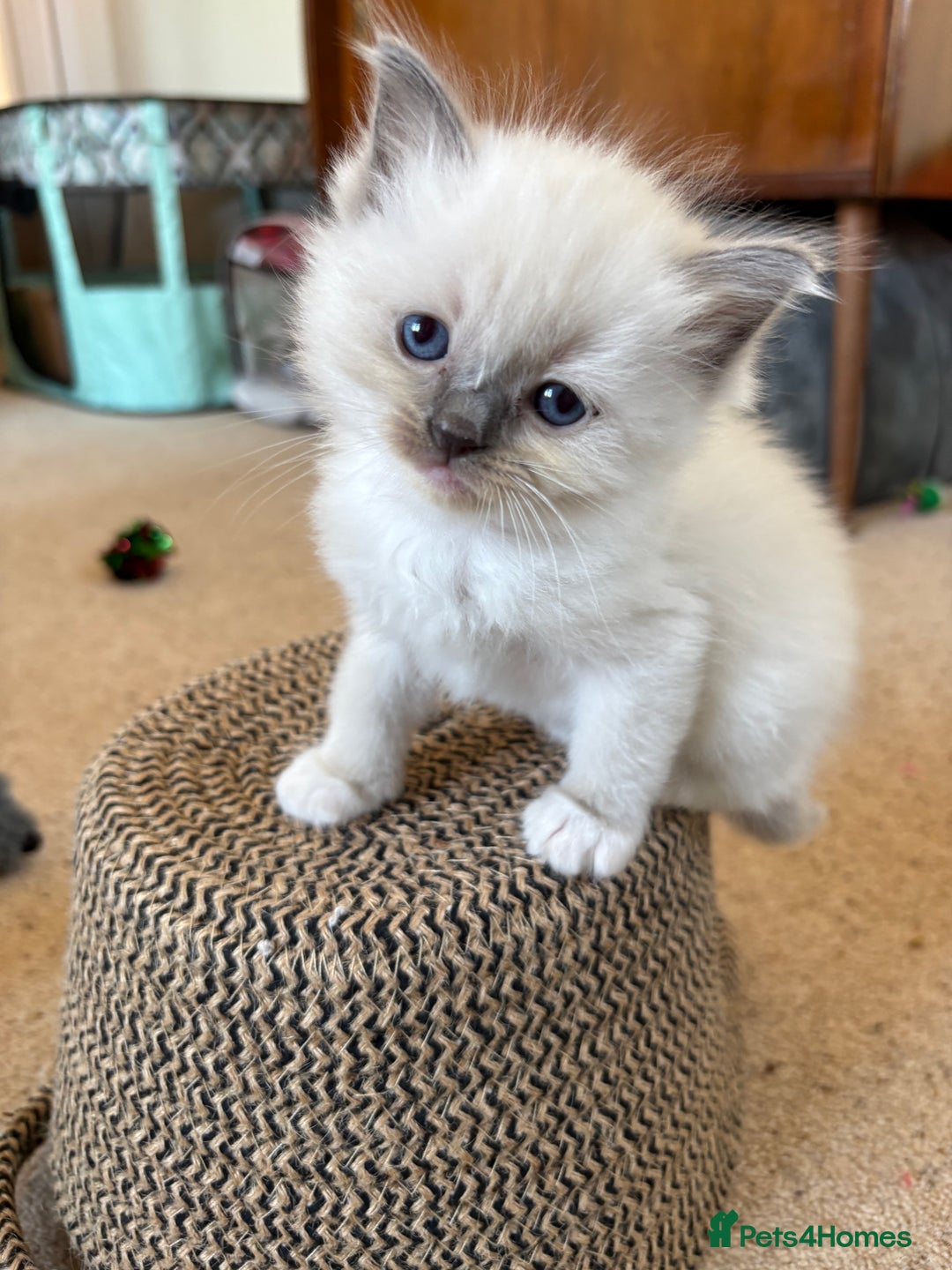 Ragdoll cats for sale: Purebred Blue Mitted Ragdoll Kittens - Image 12