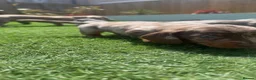 Dachshund dogs for sale: Standard Dachshund Puppies - Advert 25