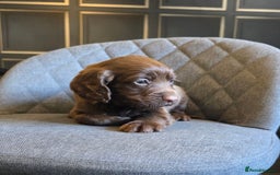 Cocker Spaniel dogs for sale: Cocker Spaniel Puppies Ready To Go!  - Image 10
