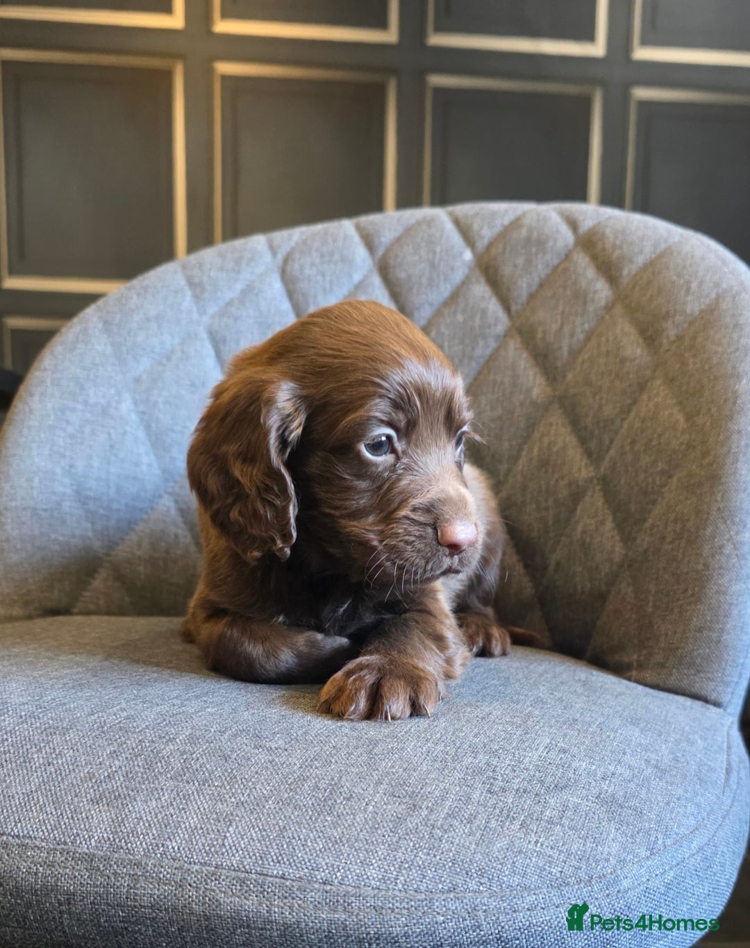 Cocker Spaniel dogs for sale: Cocker Spaniel Puppies Ready To Go!  - Image 10
