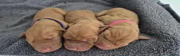 Hungarian Vizsla dogs for sale: Hungarian Wirehaired Vizsla - Advert 3