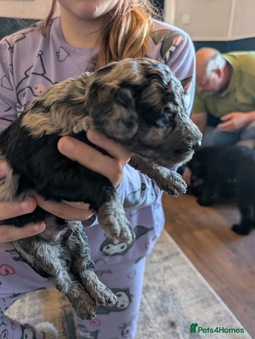 Cockapoo dogs for sale: Cockerpoo - Advert 12