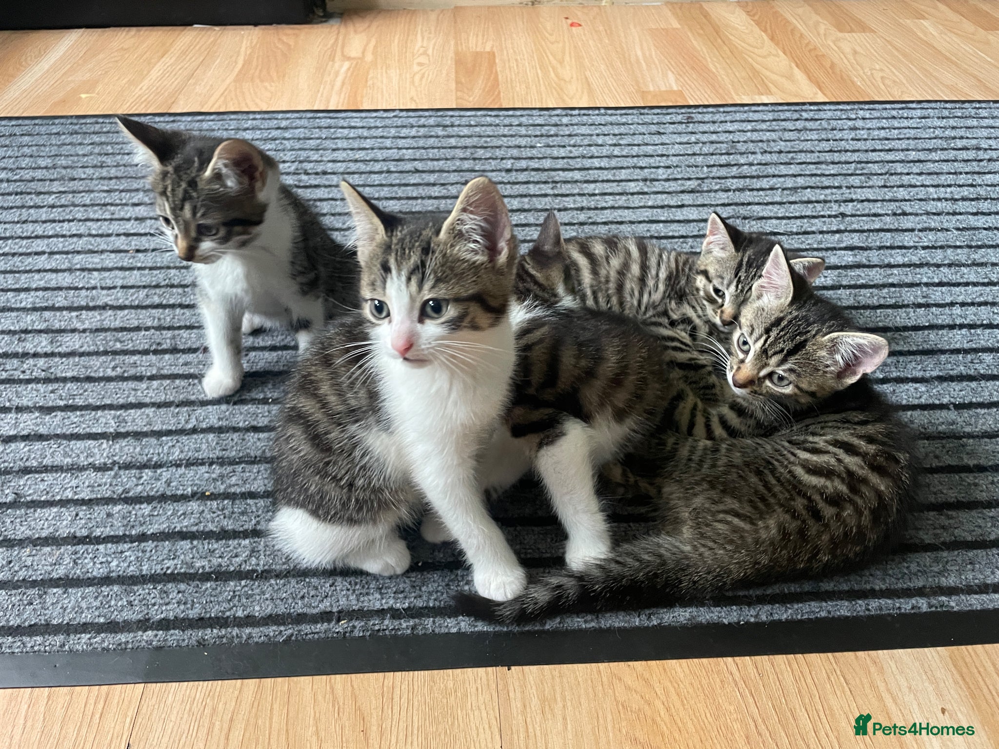 Domestic Shorthair cats 5 beautiful tabby kittens 8 weeks old  - Advert 7