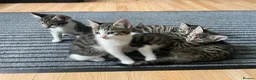 Domestic Shorthair cats for sale: 5 beautiful tabby kittens 8 weeks old  - Advert 1