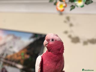 Parrots birds Rare lutino Galah - Advert 10