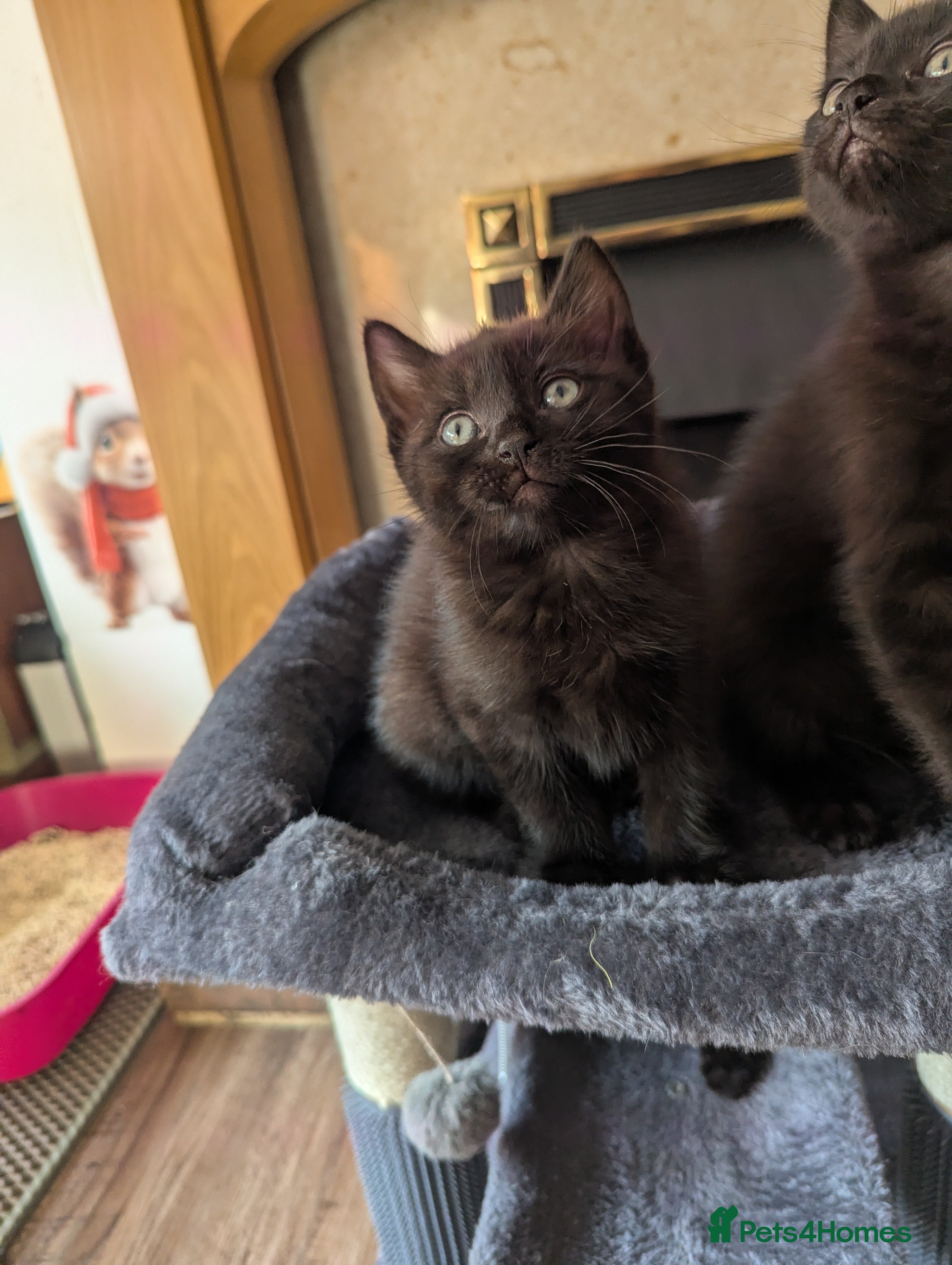 Mixed Breed cats Beautiful ragdoll X  - Advert 2