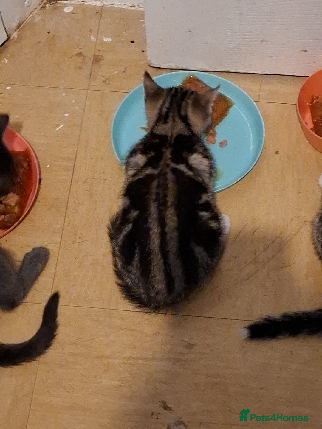 Mixed Breed cats for sale: 8 week kittens - Image 8