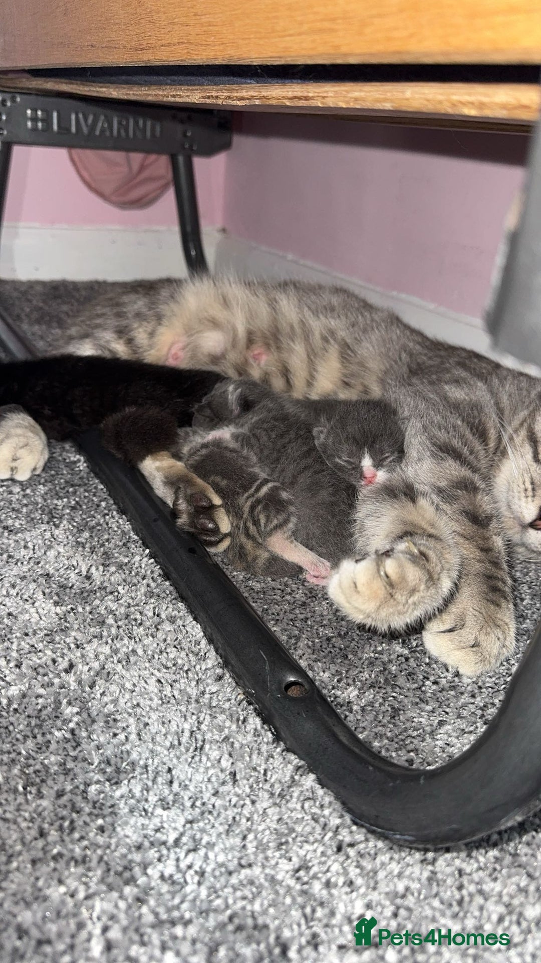 British Shorthair cats for sale: fluffy kittens!  - Advert 2