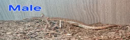 Skink reptiles for sale: Group of Three Oscellated Skinks - Advert 7