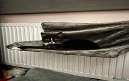 Domestic Shorthair cats for sale: Kitten for sale  - Image 1