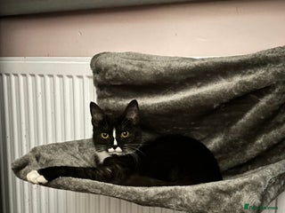 Domestic Shorthair cats - Advert 15