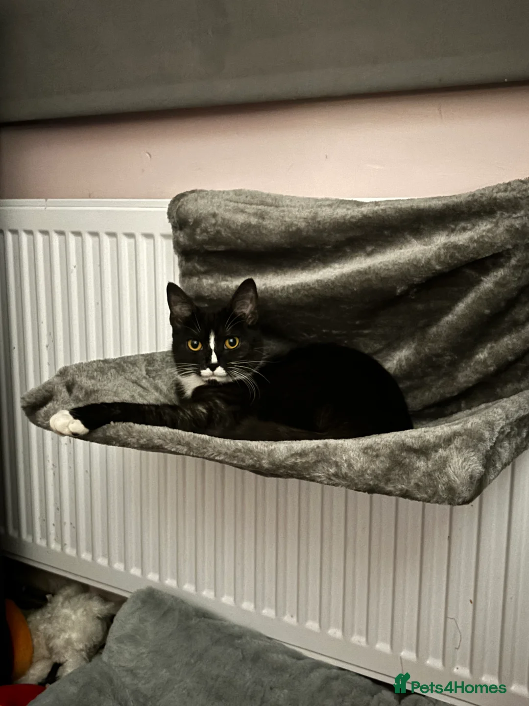 Domestic Shorthair cats for sale: Cat for sale - Advert 1