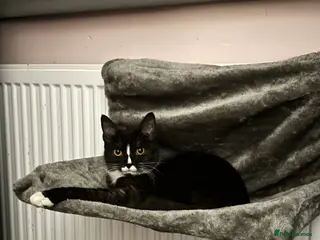 Domestic Shorthair cats Cat for sale - Advert 8