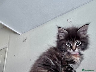 Maine Coon cats Mainecoon little lady ready for new home - Advert 2
