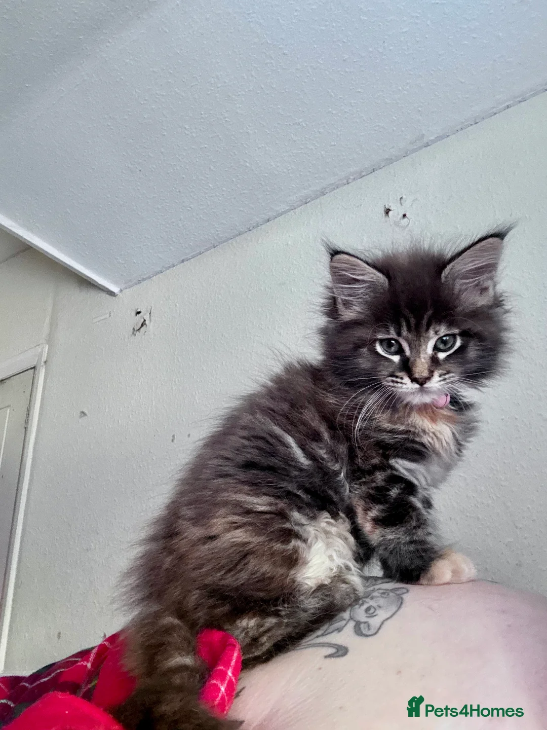 Maine Coon cats for sale: Mainecoon little lady ready for new home - Advert 1