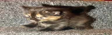 Mixed Female