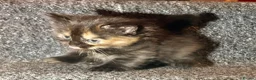 Mixed Breed cats for sale: 5 Mixed Coloured Kittens Available! - Advert 13