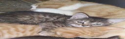 Mixed Breed cats for sale: 2 kittens girls left - Advert 11