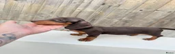 Miniature Dachshund dogs for sale: 2 Beautiful miniature dachshund  - Advert 6