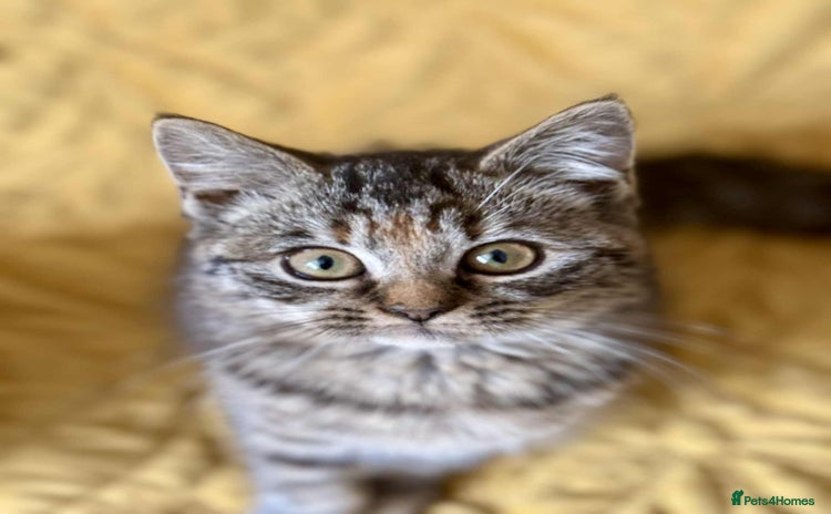 British Shorthair cats - Advert 1