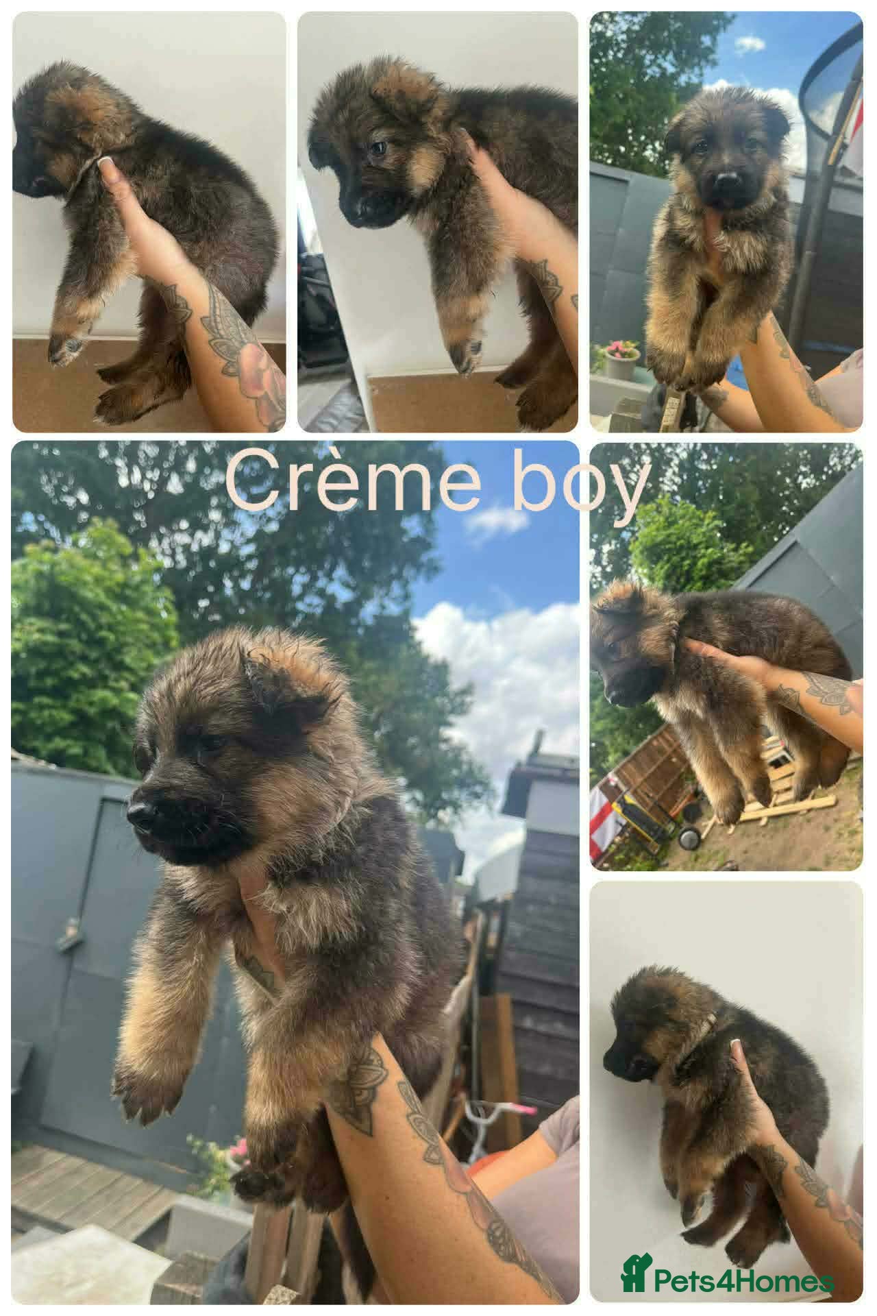 German Shepherd dogs German shepherd puppies for sale  - Advert 1