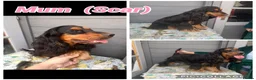 Cocker Spaniel dogs for sale: ** Show Cocker Spaniel Pups ** - Advert 17