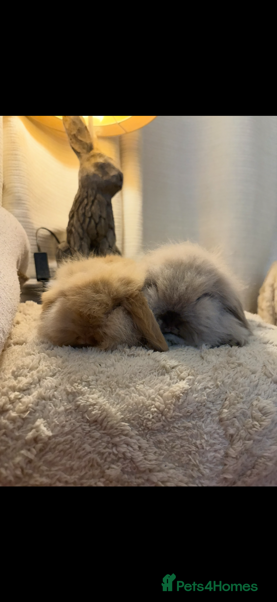 Mini Lion Lop rabbits for sale: Fluffy double mane mini lion lop bunny rabbits - Advert 7