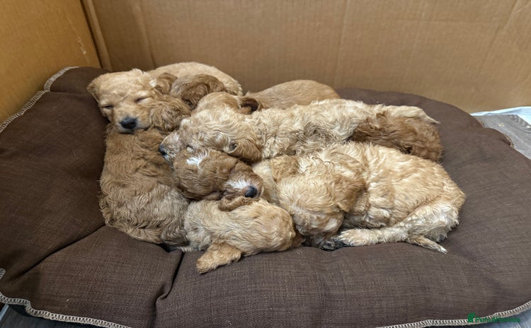 Cockapoo dogs - Advert 12