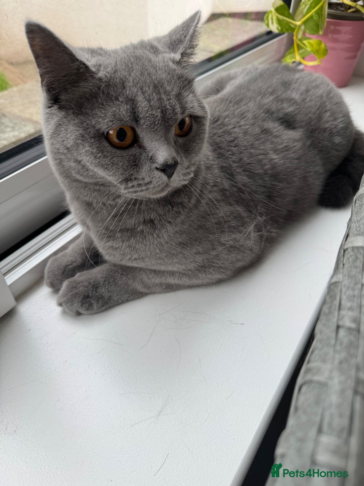 British Shorthair cats for sale: Beautiful 1-Year-Old British Shorthair  in Birmingham - Advert 2