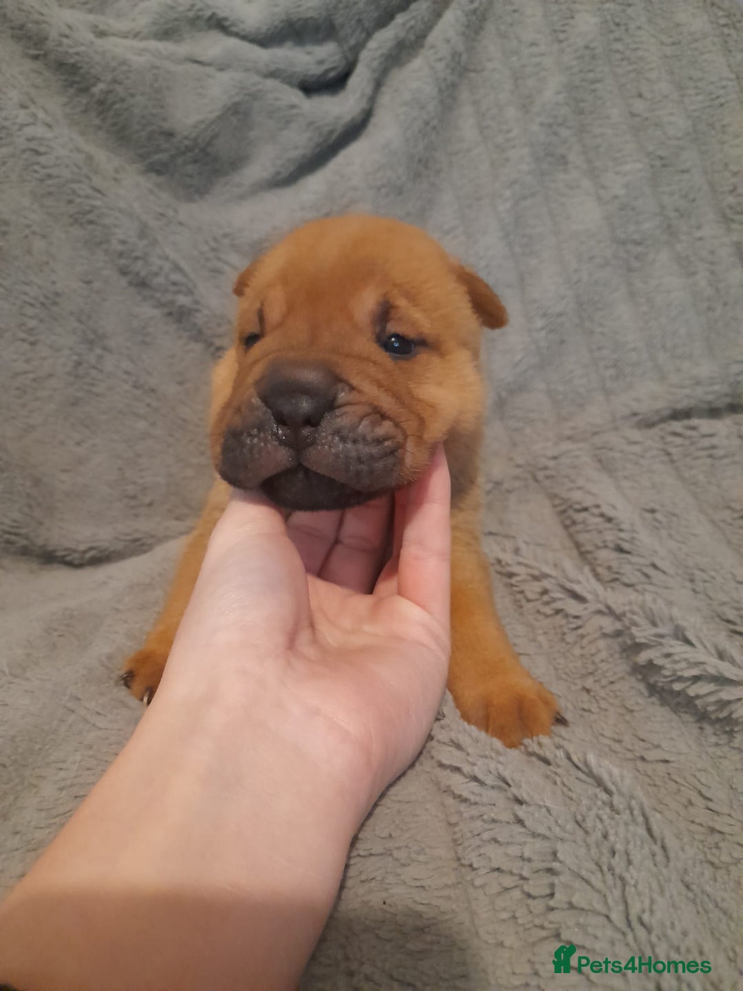 Shar Pei dogs for sale: Beautiful shar-pai pups  - Advert 12