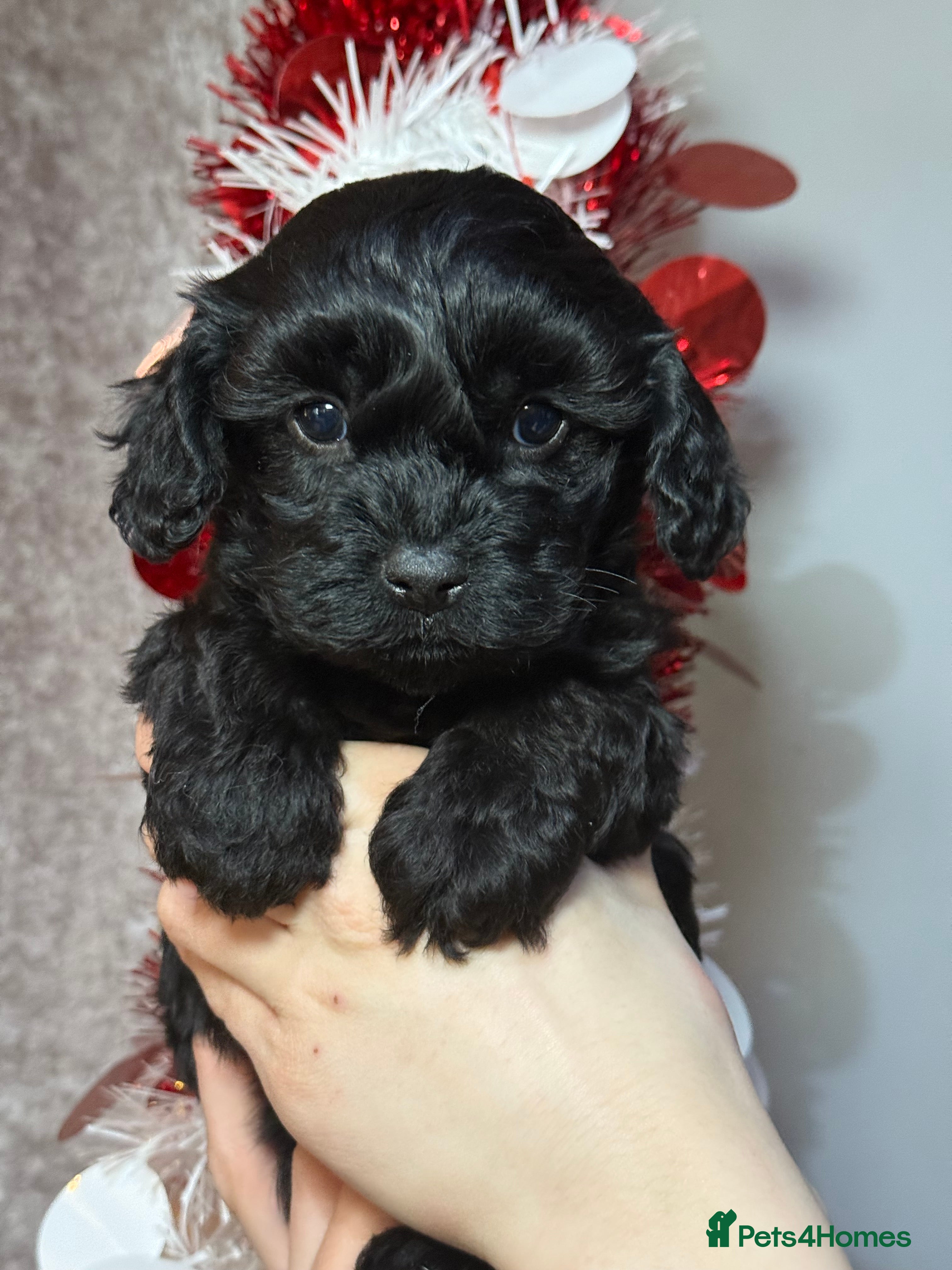 Cavapoo dogs F1 Cavapoo black Girl  - Advert 5