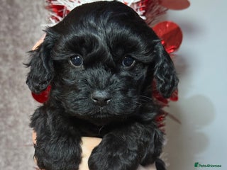 Cavapoo dogs F1 Cavapoo black Girl - Advert 9