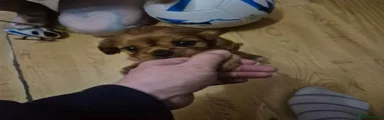 Cavalier King Charles Spaniel 5