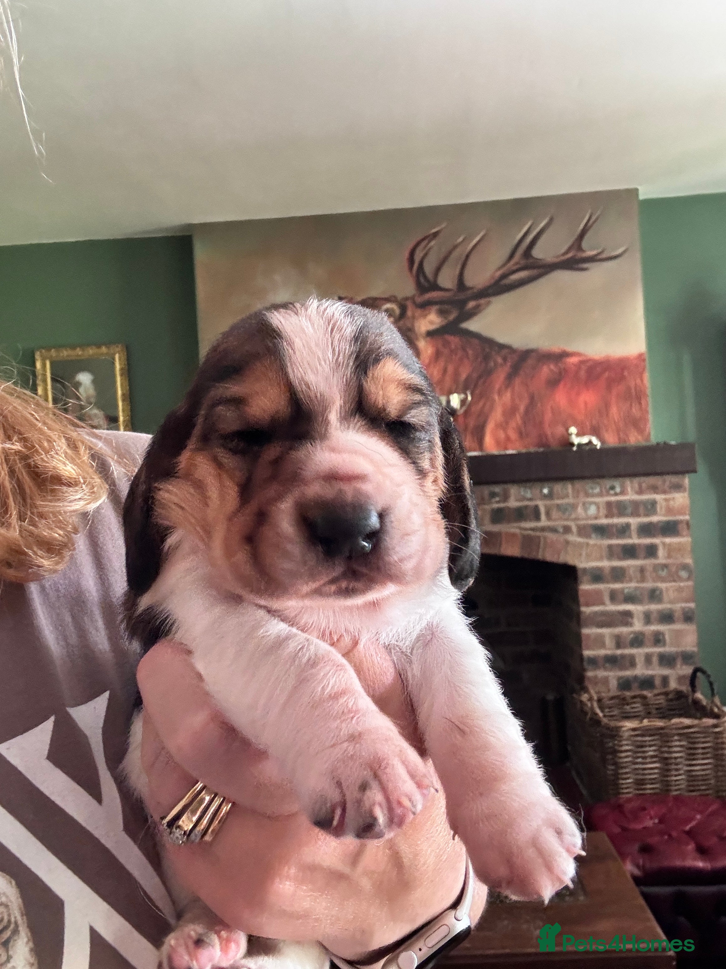 Basset Hound dogs Basset hound puppies  - Advert 2