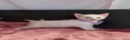 Mixed Breed cats for sale: 5 KITTENS LOOKING FOR THEIR FOREVER HOMES 🐾 - Advert 9