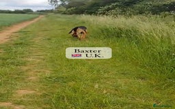 Mixed Breed dogs for adoption: Baxter, 5 yrs old boy. Available for adoption. - Image 7