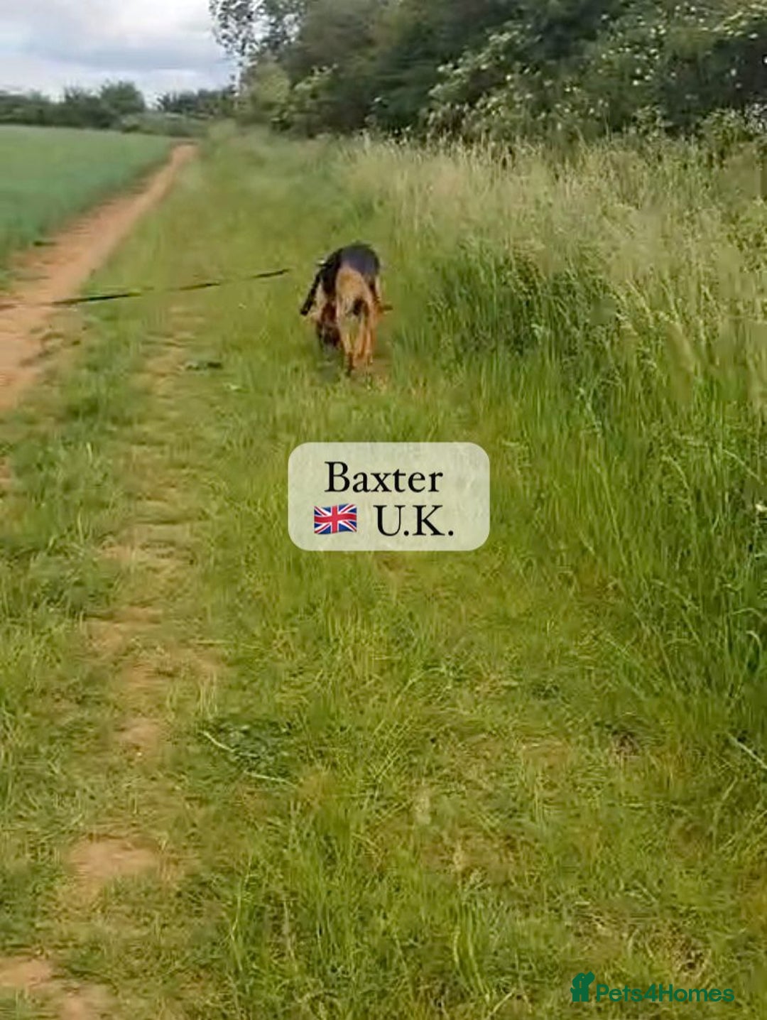 Mixed Breed dogs for adoption: Baxter, 5 yrs old boy. Available for adoption. - Image 7