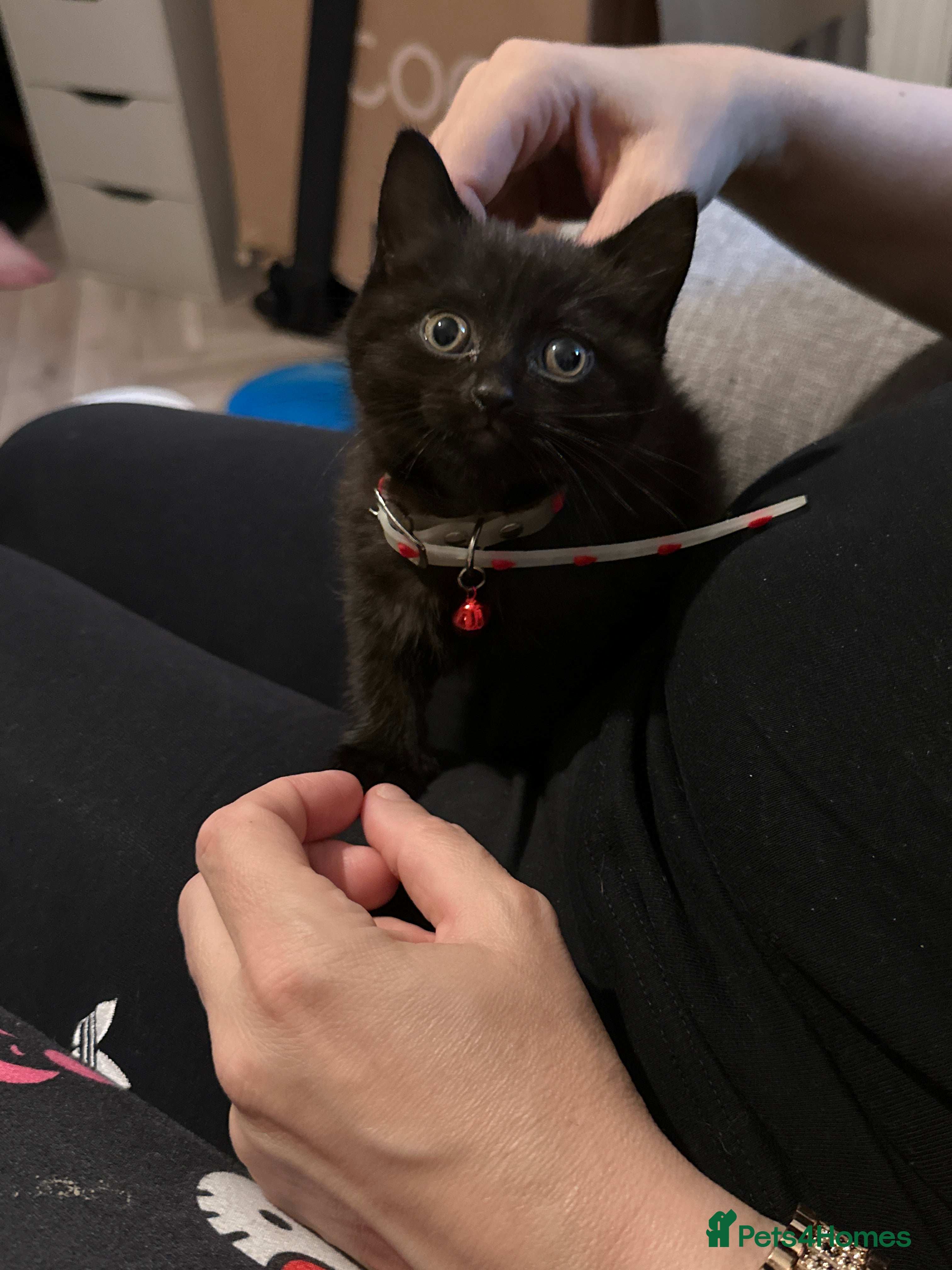 Scottish Fold cats for sale: Half Scottish fold kittens  in Bilston - Advert 10