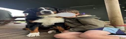 Bernese Mountain Dog dogs for sale: KC Bernese Mountain Dog Puppies - Advert 16