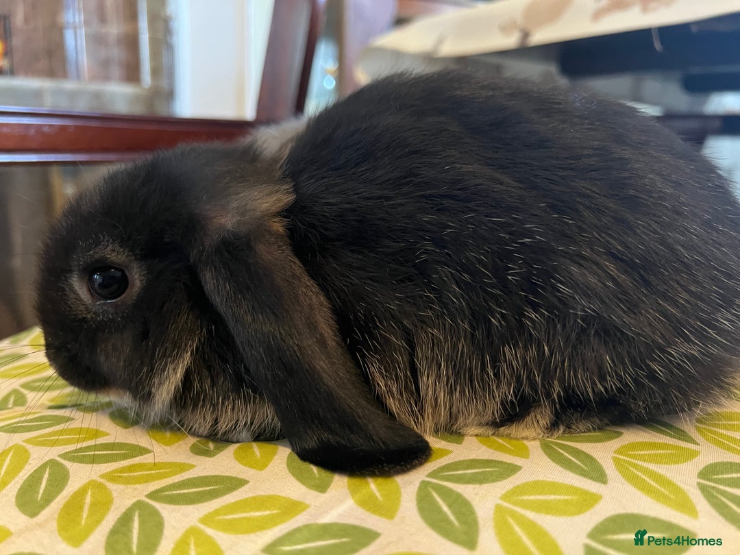 Mini Lop rabbits for sale: Two Mini Lop with Plush Baby Boys - Image 17