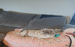 Pug dogs for sale: KC Reg Lilac Fawn Male Pug 2 years old - Image 4
