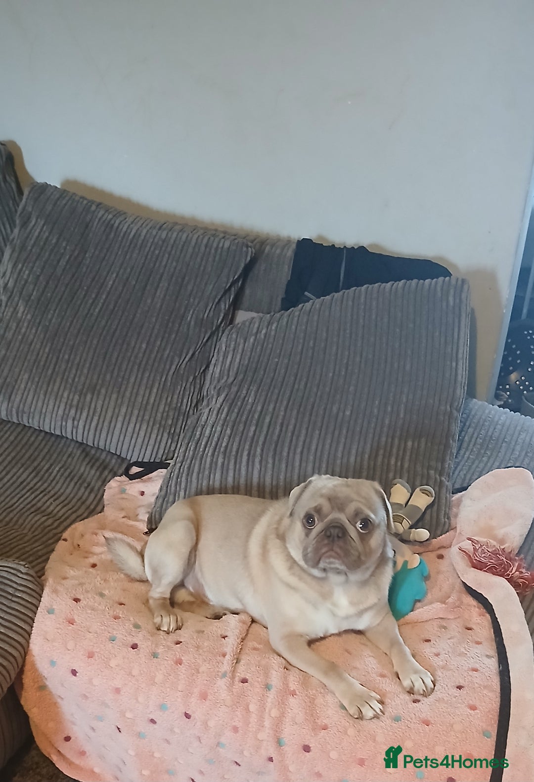 Pug dogs for sale: KC Reg Lilac Fawn Male Pug 2 years old - Image 4