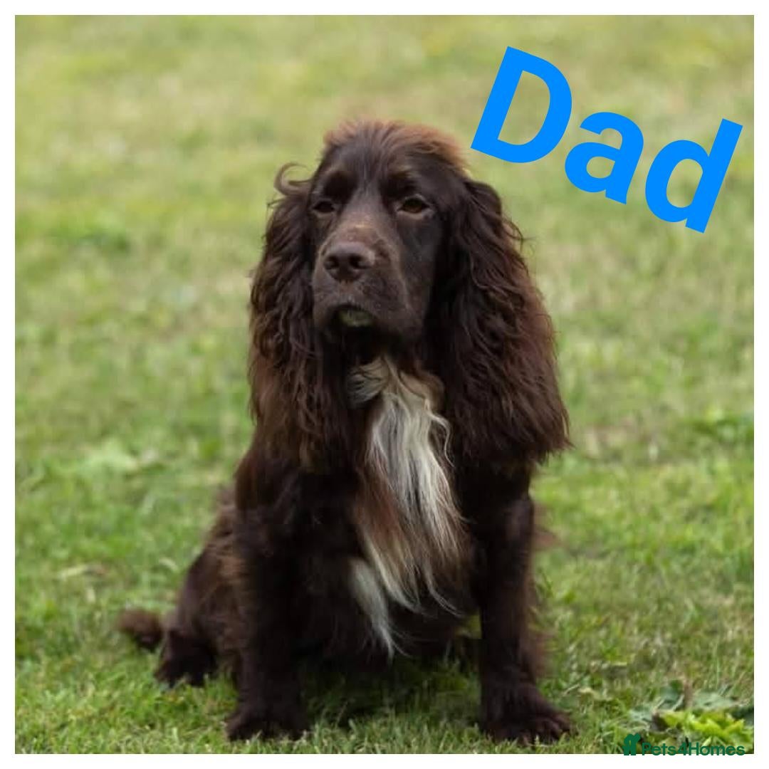 Cocker Spaniel dogs for sale: Stunning KC working cocker spaniel puppies  - Advert 8